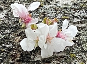 Snow Mountain Cherry